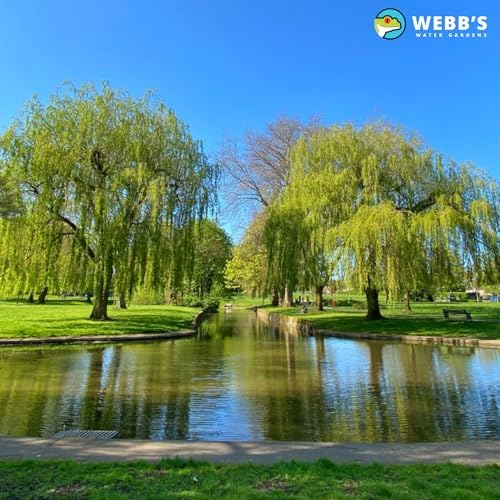 Webbs Water Gardens Defoamer Concentrate 16 Ounces